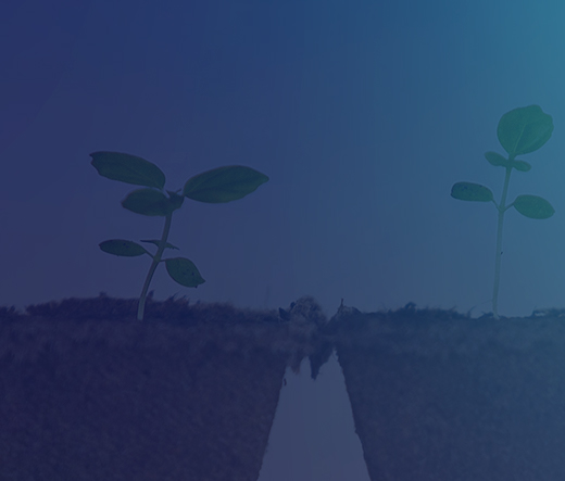 Close up of three plants sprouting